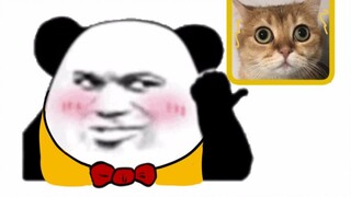 【Cat Movie】Multiplayer