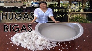 MEILI'S ORGANIC GARDEN: PAANO GAMITIN ANG HUGAS BIGAS SA HALAMAN? | RICE WATER | BALER | OMELIE