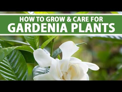 All About Gardenia (Indrakamal) Plant care Produce more buds N Blooms all year round 🌱 #gardenia #ca