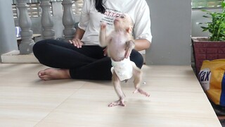 Most amusing lip-smacking! Baby monkey Maki react face standing one leg happily talk to daddy