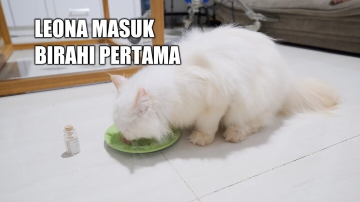Vitamin Kucing Untuk LEONA Yang Masuk Birahi Pertama