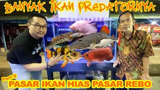 Update Harga Ikan Arwana Super Red Termurah Sepasar Rebo!!!