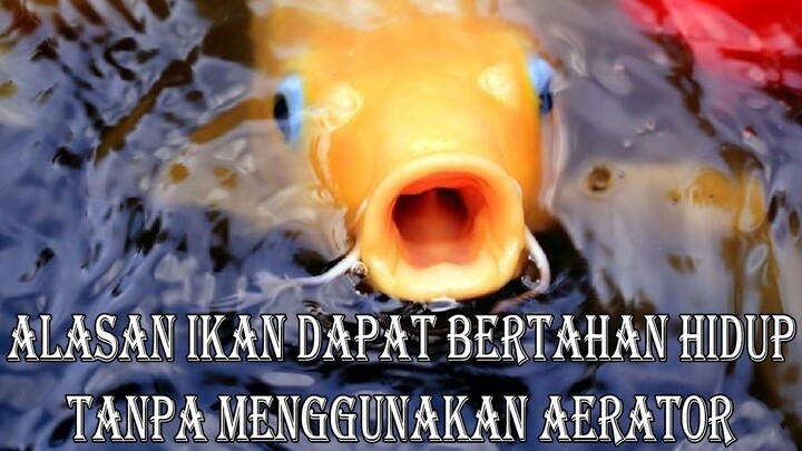 Alasan Ikan Bisa Bertahan Hidup Tanpa Menggunakan Aerator