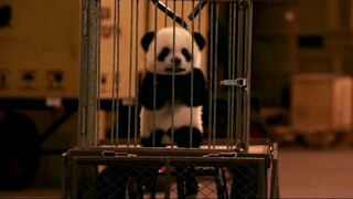 [Wang Star Undercover] Harta nasional juga menjadi favorit kelompok dalam film anjing