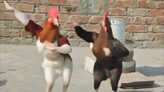JOGET.......