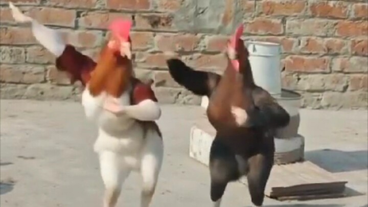 JOGET.......