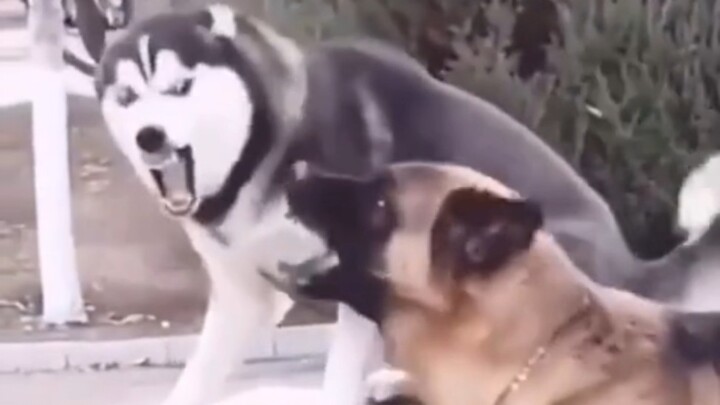 Husky Shouts The Most Hated Words