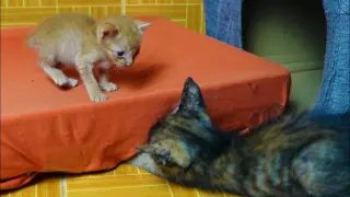 Orphan kitten want to play with tiny kittens