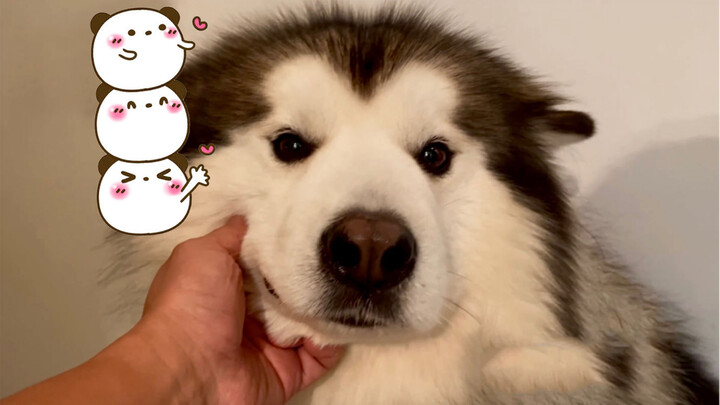 Alaskan Malamute hides toys in the toilet and pretends to be innocent