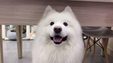 Pet|The greedy Samoyed still wants to eat more