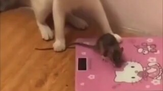 cat and mouse