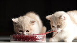 Gurita Sashimi untuk Anak Kucing