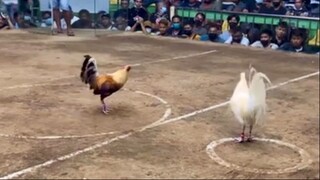 StanSid white cock sa Sta Monica