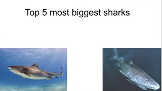 Top 5 most biggest sharks