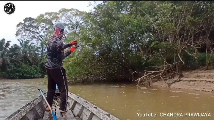 Ngeri !!! Tarikan ganas Toman Sungai Pengabuan