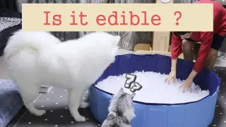 Animal|Samoyeds'Ice Bath Challenge
