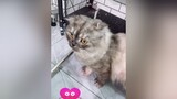 🍃 Ủa nhìn gì không chớp mắt luôn 😀😻😹 tiktok xuhuong Pet meow Meocute fyb