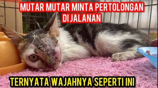 KUCING LIAR SANGAT MENDERITA KUCING INI MUTAR-MUTAR MENAHAN SAKIT..!