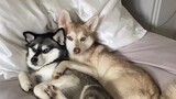 ‘What breed are your dogs?’ LearnOnTikTok  alaskankleekai minihusky