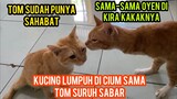 Momen Mengharukan Saat Kucing Lumpuh Oyen Jadi Sahabatnya Kucing Tom ..!