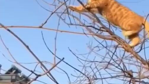 climbing animals