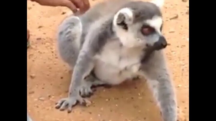 Video Lucu Hewan Edukatif untuk Anak Cara Menggaruk di Kebun Binatang