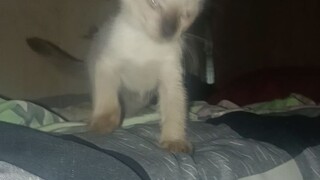 pusacat 100% lakas ng pusa pinakita.