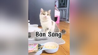 Sáng SOS :))) mèo cat