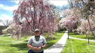 Lunchtime Tour: The Flowering Cherry Collection