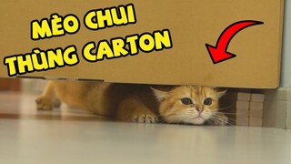 Dụ các bé mèo chui qua đáy thùng carton | The Happy Pets #36