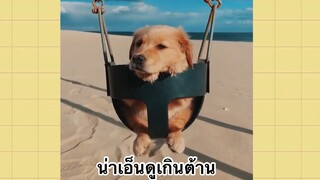 เพื่อนตัวน้อยแสนซน : น่าเอ็นดูเกินต้าน