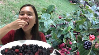 พาไปเก็บลูกblackberry กินลูกblackberryครั้งแรกในชีวิต | แม่ชบาพาแซ่บบ