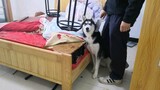 Video of Siberian Husky destroying the owner's home