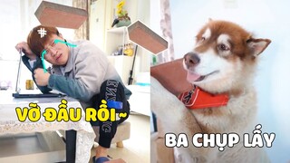 Đông Dương Đại Ngáo | Chó NGÁO Đông Dương Ăn Hại Và PAPA Đen Đủi 😂 Gâu Đần Official