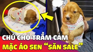 Sen săn sale 'ÁO 0 ĐỒNG', chú Chó mặc vào liền TRẦM CẢM vì không biết mình là CHÓ HAY THỎ 🤣 Gâu Đần