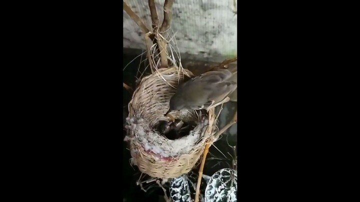 Ternak Burung Ciblek - indukan Burung Ciblek Meloloh Anakan