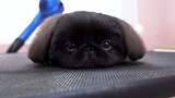 [Động vật]Chải chuốt cho chú chó Bắc Kinh đen