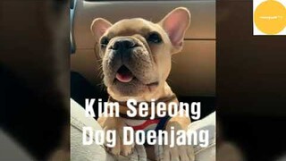 Kim Sejeong cute moments with her dog (Kim doenjang)
