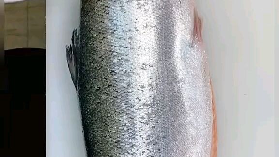 ikan salmon