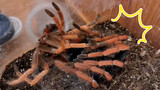 Whole Molting Process of a 18cm Giant Spider in 1 Minute!