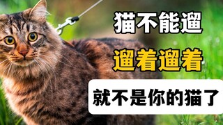 猫不能遛，遛着遛着，它就不是你的猫了