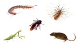 Cockroaches Preyed On By Various Natural Enemies