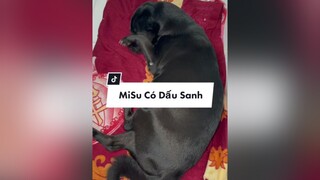 Trả lời  SẮP ĐẺ RỒI - MỌI NGƯỜI ĐOÁN XEM MISU SANH MẤY CON chó_cưng misu 66đồngtháp ngocanhstore