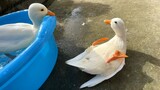 【Call duck】Call duck can't stand up from the ground