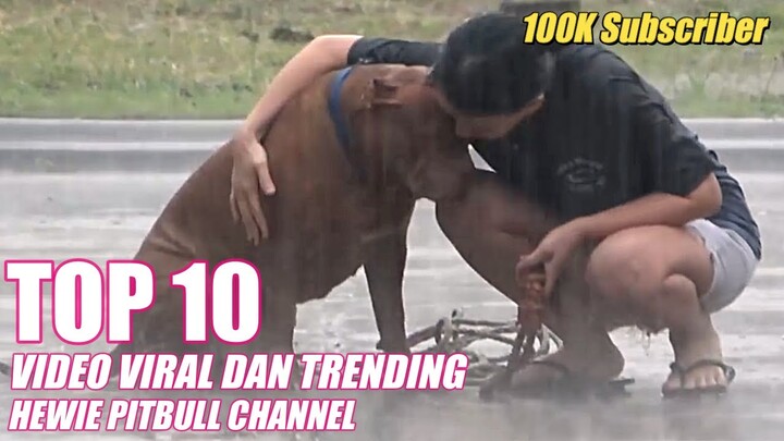 TOP 10 VIDEO VIRAL DAN TRENDING HEWIE PITBULL CHANNEL #hewiepitbull
