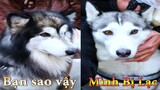 Dương KC | Ngáo Bảo Bảo #5 | chó thông minh đáng yêu | funny cute smart dog pets | Thú Cưng TV