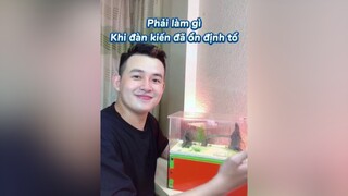 Seri: Nuôi lại đàn kiến (Tập 3) LearnOnTikTok dongvat nuoikien thucung namcuongkien dcgr