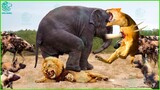 Crazy Mother Elephant Kills Lion To Avenge Newborn Baby Elephant | Animals Fight @3WinAnimal