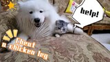 When you make a deal with Samoyed