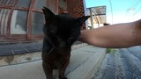 Chú mèo đen vừa vuốt đã hò reo siêu đáng yêu